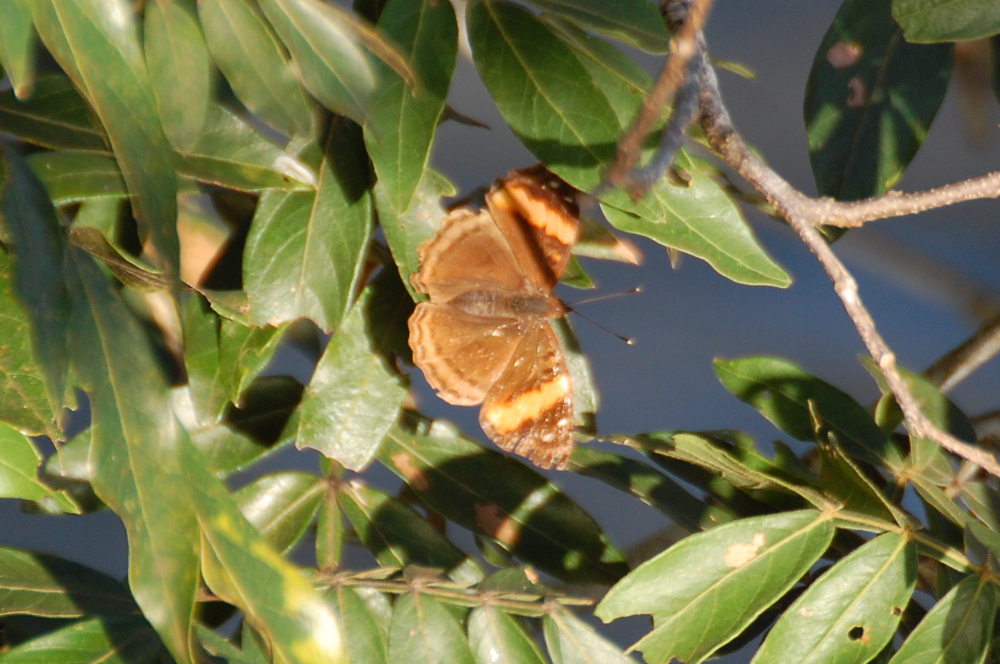 Brasile - fam. Nymphalidae